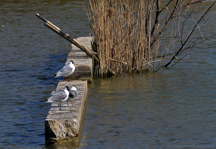 Stagno di Focognano